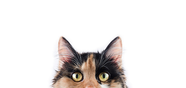 Cute three colored calico cat. This professional model is one year old, has gorgeous white teeths and lovely golden eyes. Photo made in professional photo studio. Say 'Hi!' to Pixie.