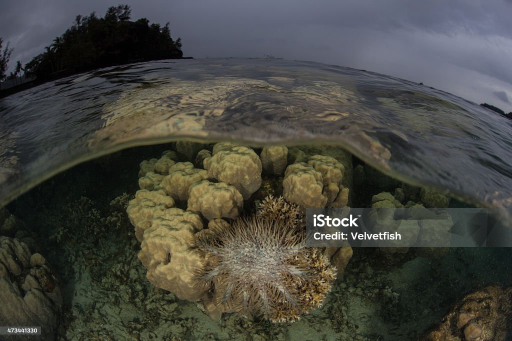 Crown of Thorns on Shallow Coral Rain clouds drift above reef-building corals (Porites lutea) growing on a shallow reef in Palau, Micronesia. A crown of thorns starfish (Acanthaster planci) feeds on the corals. 2015 Stock Photo