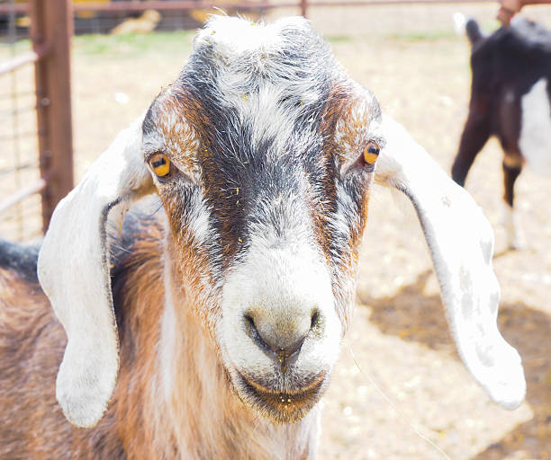 istock Closeup of goat face, cute animals 473442234