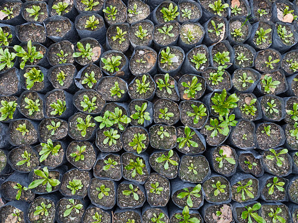 istock group of sapling plants top view wide 473443104