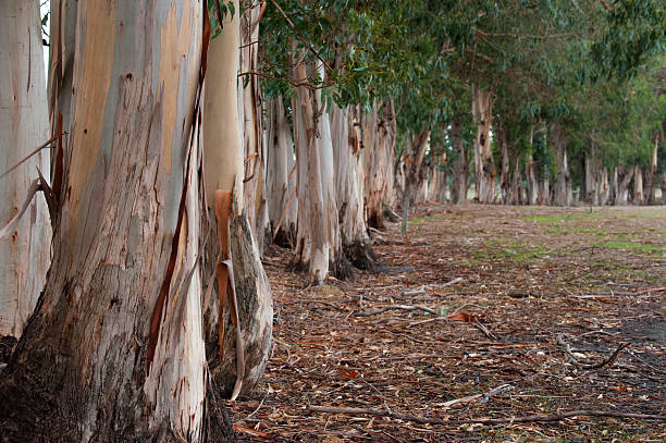 quebra-ventos curva - bluegum tree - fotografias e filmes do acervo