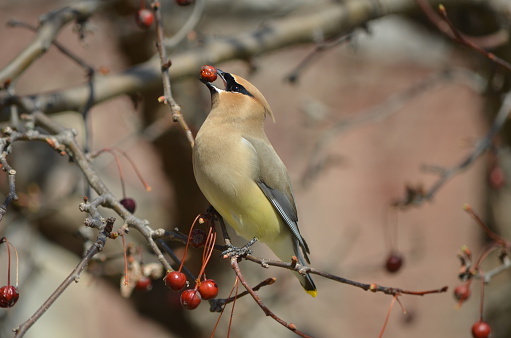 This is a Cedar Waxwing that was photographed in Maine while he was eating berries.