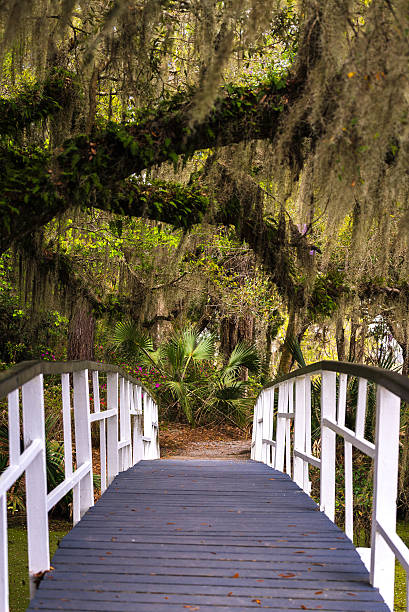 Magnolia Gardens bridge 2 stock photo