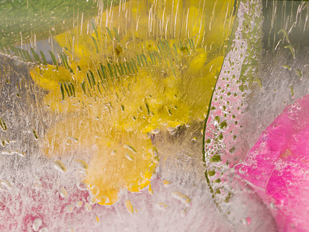 istock aromatic organic abstraction of chrysanthemums 473447272
