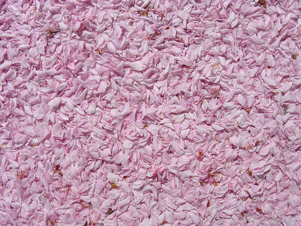 istock blossom petal leaves in pink background 473447424