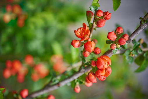 Flowering branch of Japanese Quince (Chaenomeles japonica) with green leaves. Branch with bright orange-red flowers. Shallow depth of field.