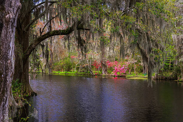 istock Lush South Carolina Swamp Garden 473447790