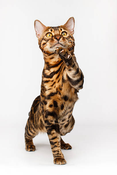 Bengal Cat stock photo