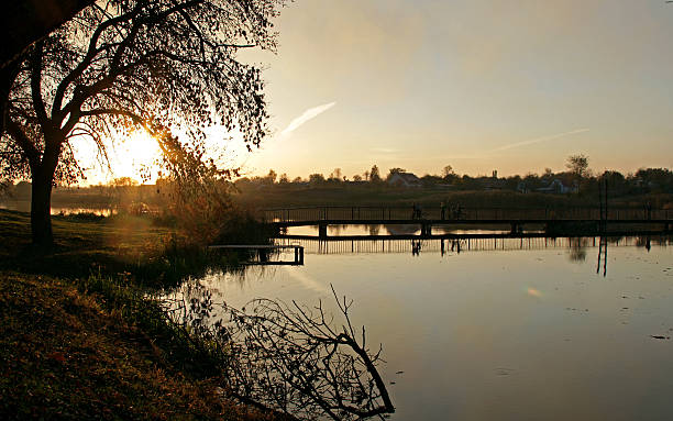 istock oak tree on the lake at sunset 473451934