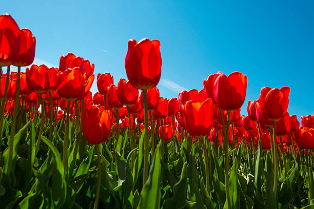 istock Red tulips on a sunny field in spring 473453132