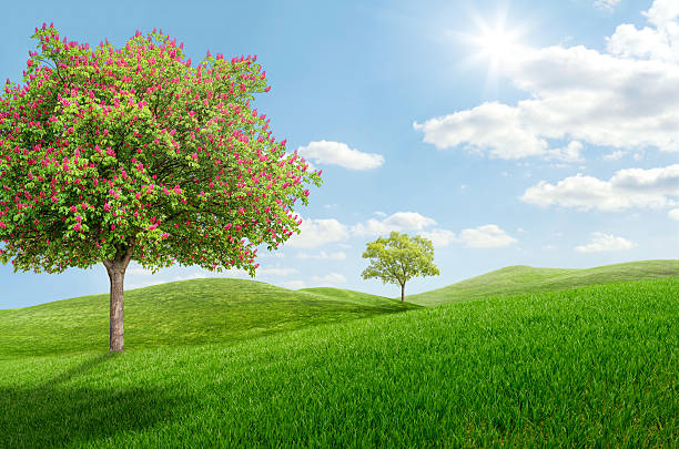 Idyllic landscape with a blooming chestnut tree