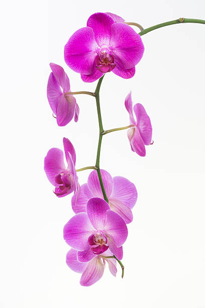 istock Purple Moth orchids close up 473454056