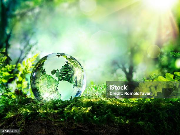 Usa Globe Resting In A Forest Environment Concept Stock Photo - Download Image Now