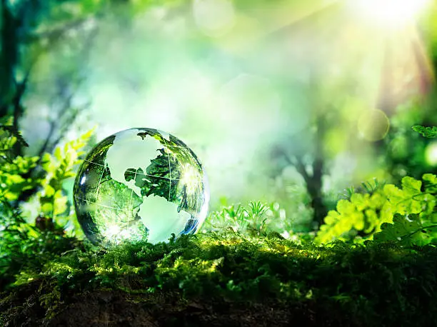 Photo of Usa globe resting in a forest - environment concept