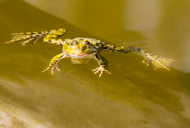 Horned Frog