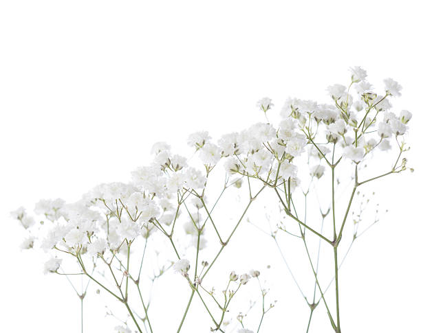 istock A gorgeous gypsophila flower on a white background 473454554