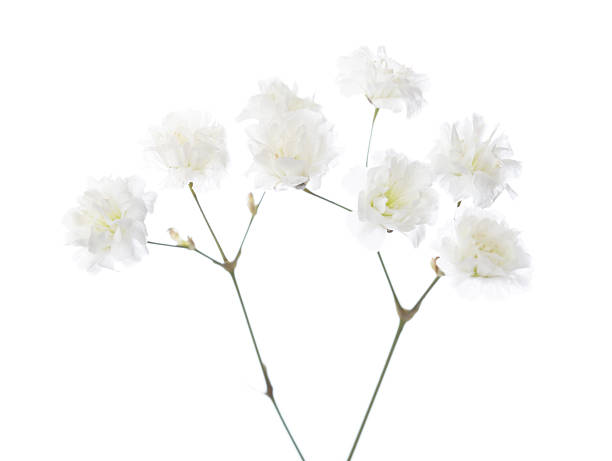 istock Thin branches with flowers of Gypsophila 473454558
