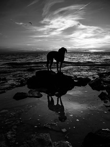 istock black dog at the beach 473454720