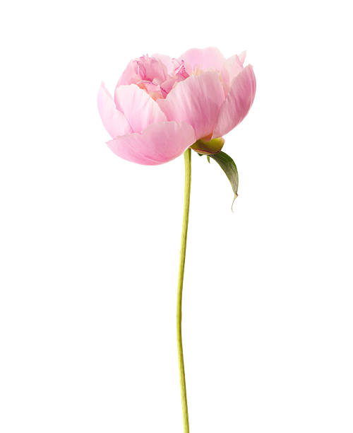 istock Pink peony with a single leave in white background 473454874