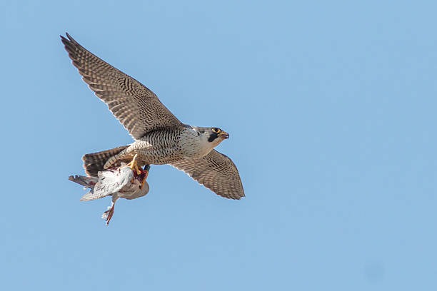 istock Peregrine falcon 473454974