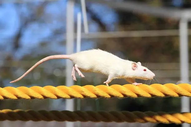 Photo of House mouse on the rope