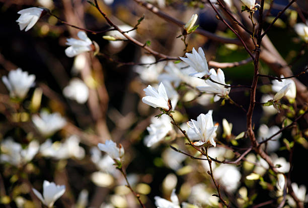 istock Blooming white magnolia flowers. Tulipe tree 473455958