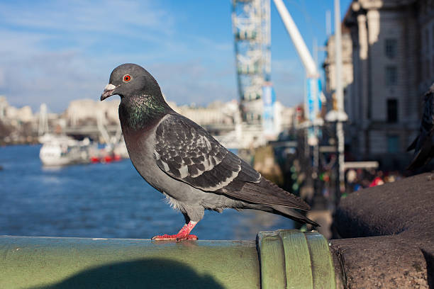 istock Pigeon sitting in front of the river Thames 473456702