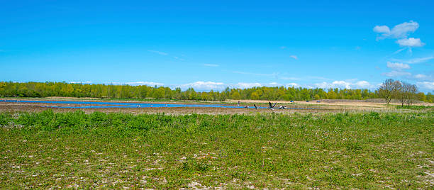 Geese flying over sunny nature in spring