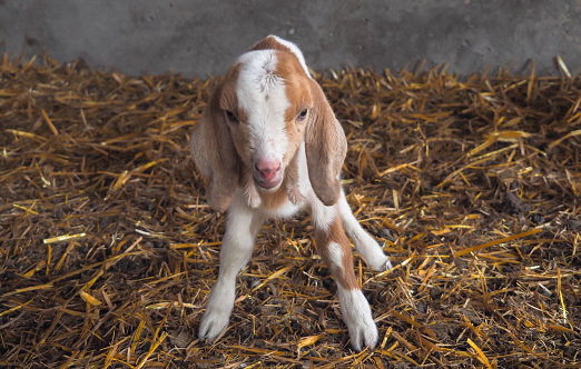 Baby kid or newborn goat, closeup, agricultural scene
