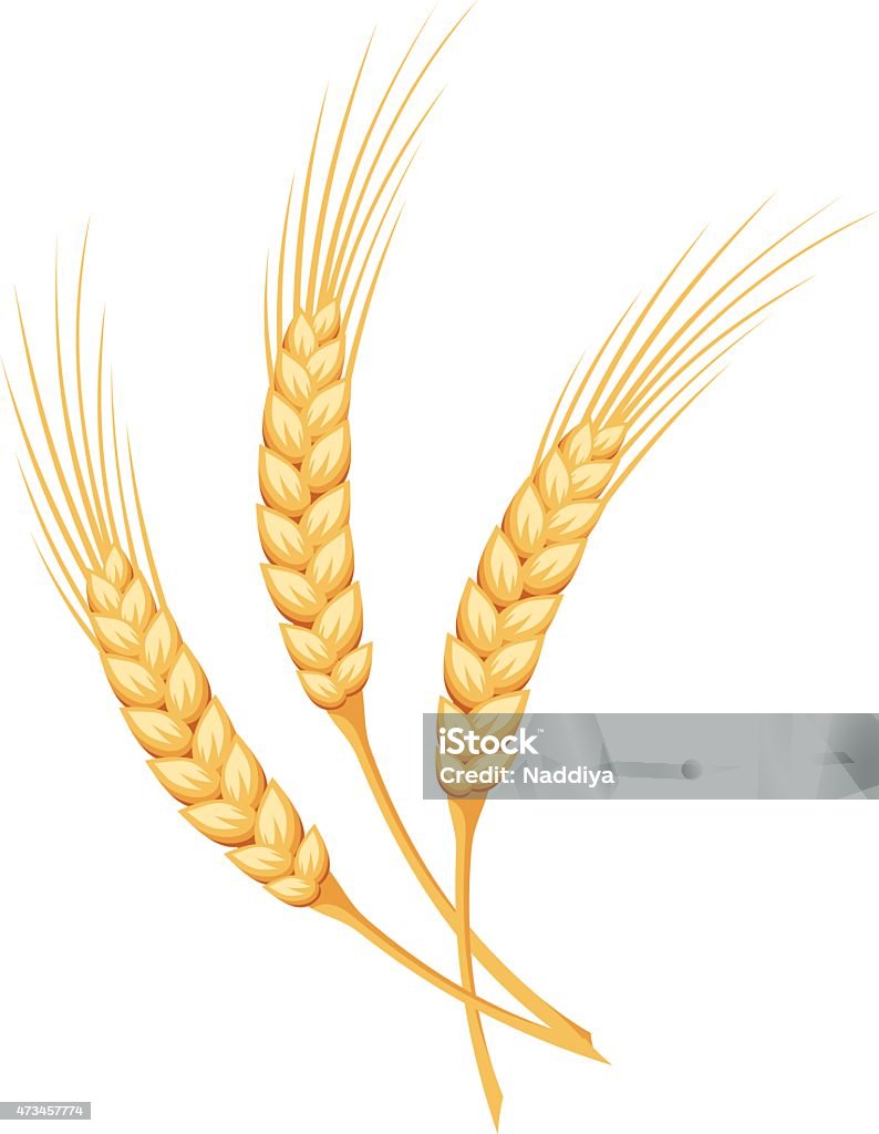 Ears of wheat. Vector illustration. Vector gold ears of wheat isolated on a white background. Ear Of Wheat stock vector