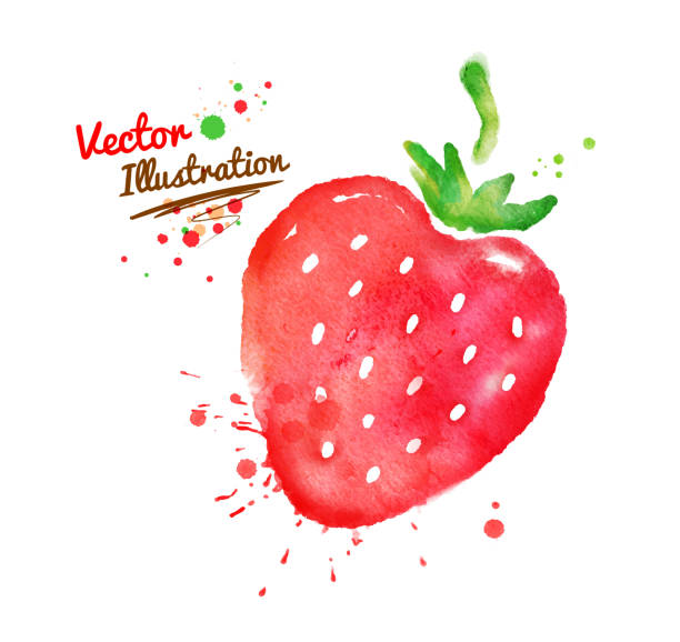 Watercolor strawberry. Vector watercolor hand drawn strawberry. strawberry stock illustrations