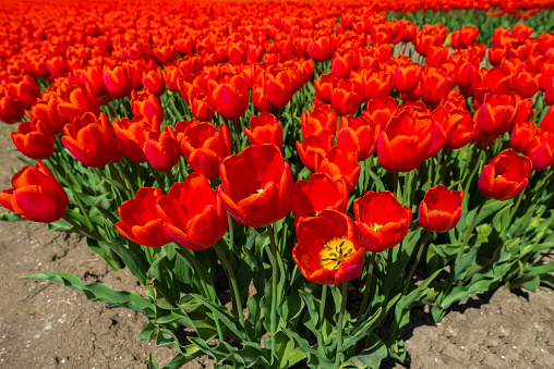 freshly bloomed orange and red tulip flowers in the flower field