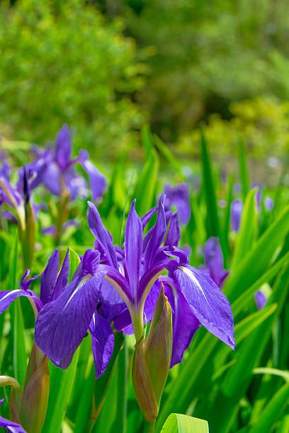 Beautiful Japanese iris in early summer Beautiful Japanese iris in early summer  iris laevigata stock pictures, royalty-free photos & images