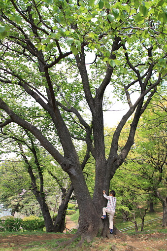 Japanese boy climbing the tree (4 years old)