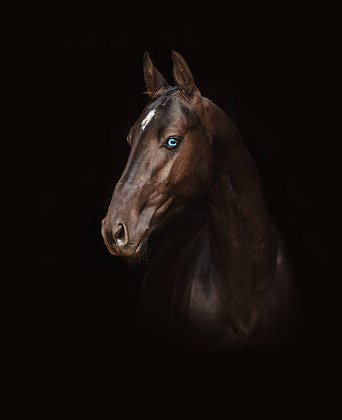 istock Akhal-Teke horse 473461040