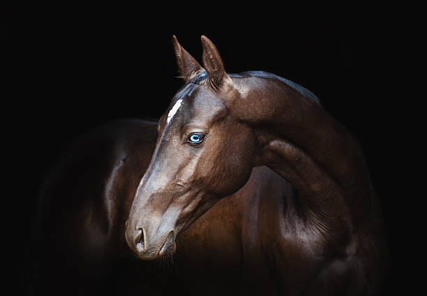 istock Akhal-Teke horse 473461088