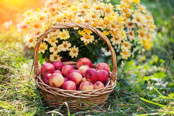 istock Basket with red apples on the grass 473461168