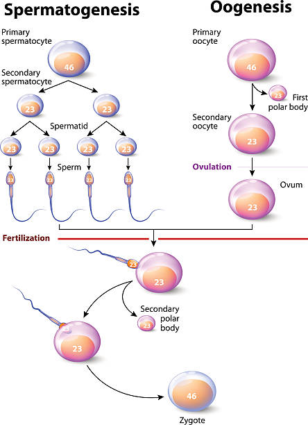 Spermatogenesis and Oogenesis Spermatogenesis and Oogenesis. Oogenesis or ovogenesis is the creation of an ovum, it is the female form of gametogenesis. The male equivalent is spermatogenesis. fertilized egg stock illustrations