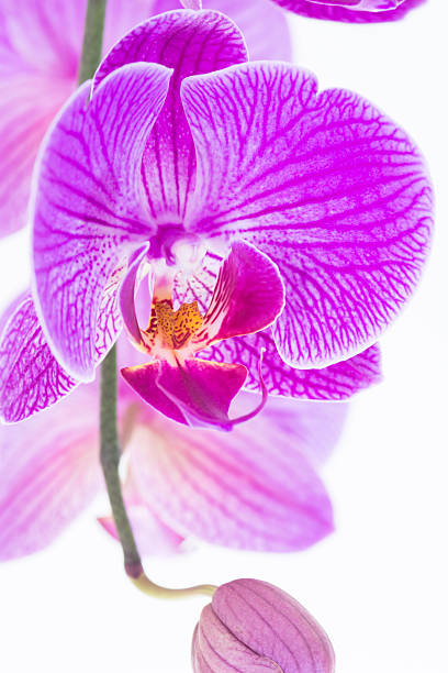 istock White and purple Phalaenopsis orchid and bud 473462154