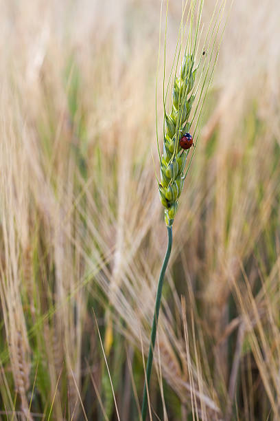 Life and field stock photo