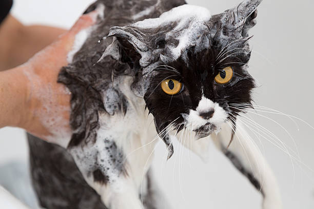 バスの猫 - soaking tub ストックフォトと画像