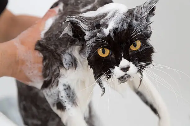 Photo of Bathing a cat