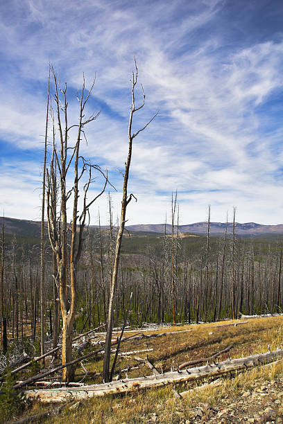 istock The Yellowstone national park in autumn 473462624