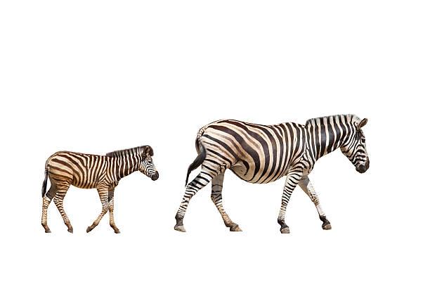 istock adult and young zebras 473463562