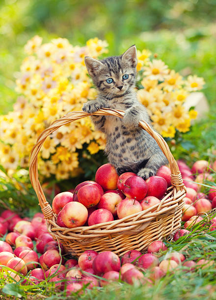 Little kitten in a basket with red apples