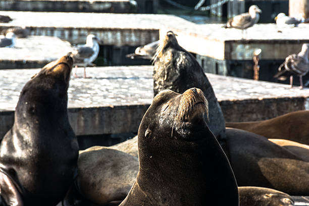 istock The sea lions, San Francisco 473466516
