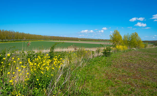 istock Wildflowers in a sunny field in spring 473469600