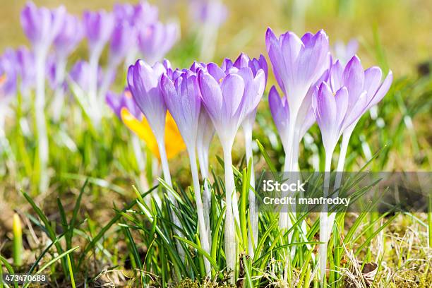 Purple Crocus Flowers Stock Photo - Download Image Now - 2015, Blossom, Close-up