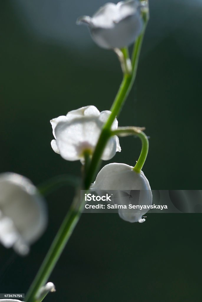Lily of the valley 2015 Stock Photo