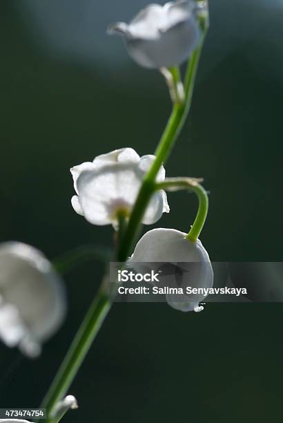 Lily Of The Valley Stock Photo - Download Image Now - 2015, Beauty In Nature, Botany